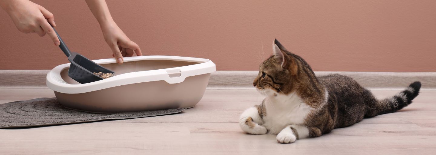 Discover Stylish Cat Bathroom Ideas for Your Home Purina