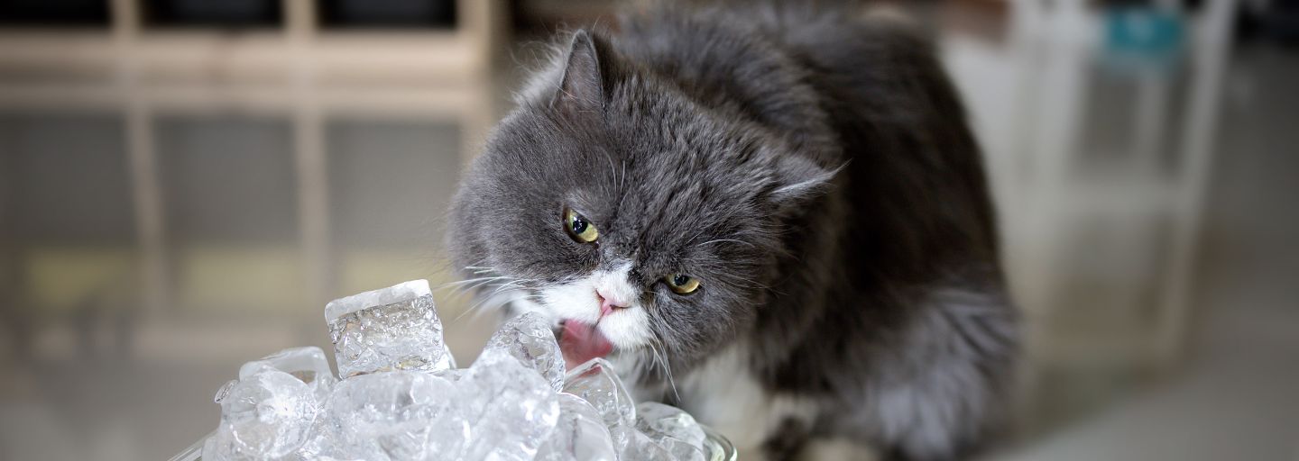 Ice treats for cats top