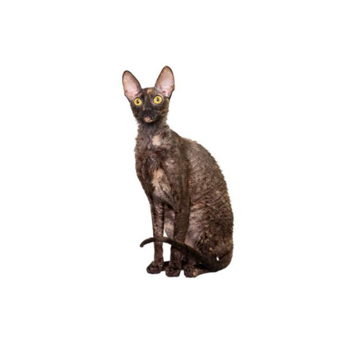 Lavender cornish store rex