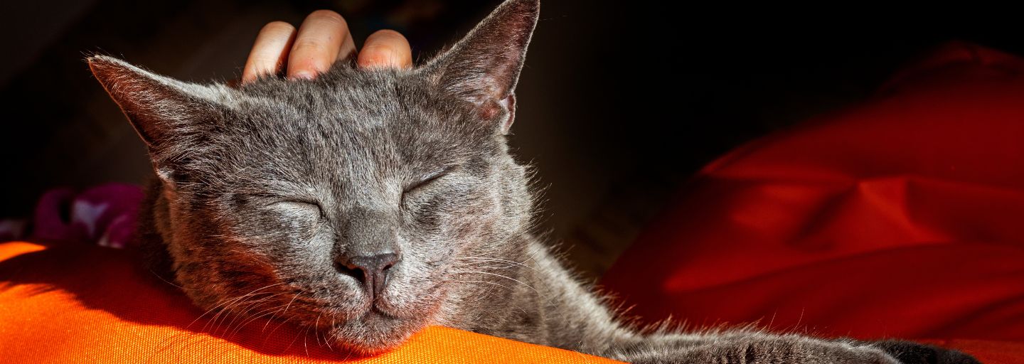 A Guide to Cat Massage and Its Benefits Purina