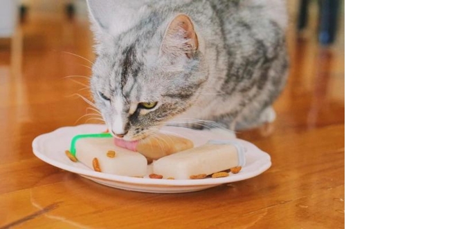 cat licking meowsicles