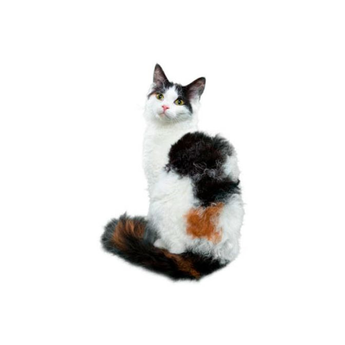 LAPERM