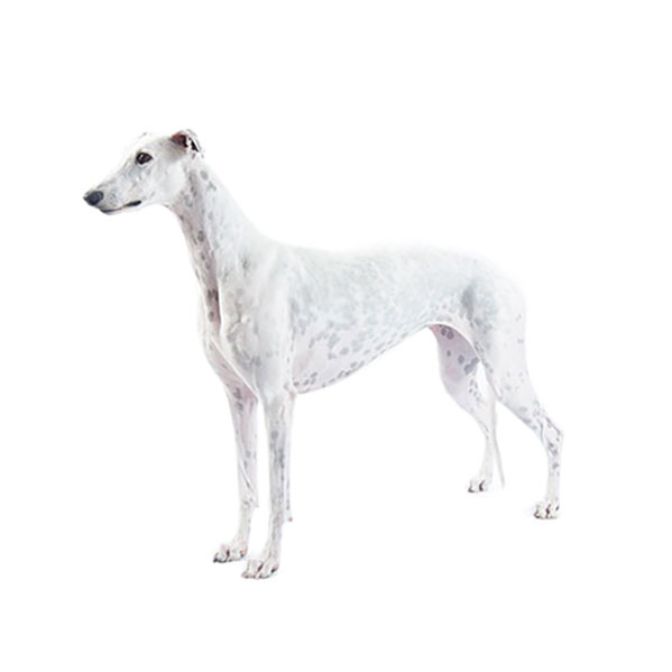 Greyhound