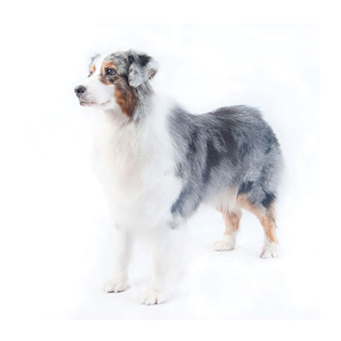 Australian Shepherd Dog Breed Purina Australia
