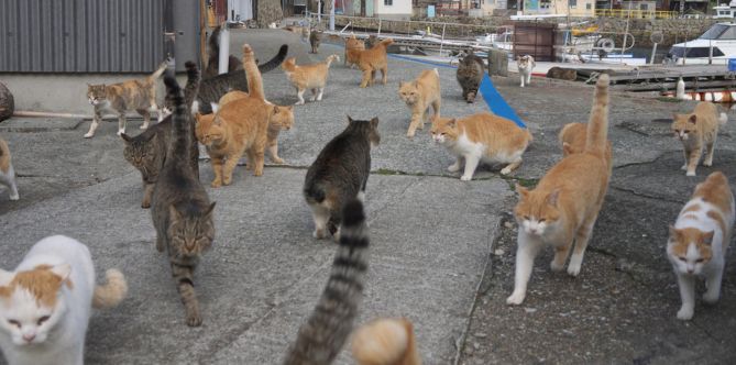 Different cat breeds in Japan on the street.