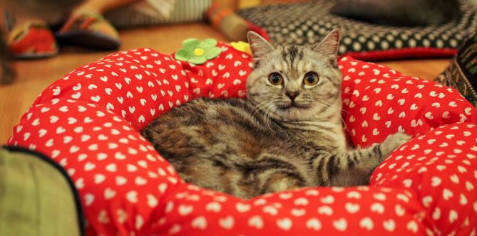 cat sitting on red bed at a cafe