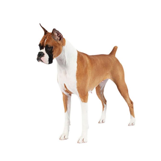 Finding a Dog - Boxer Breed - Purina Australia